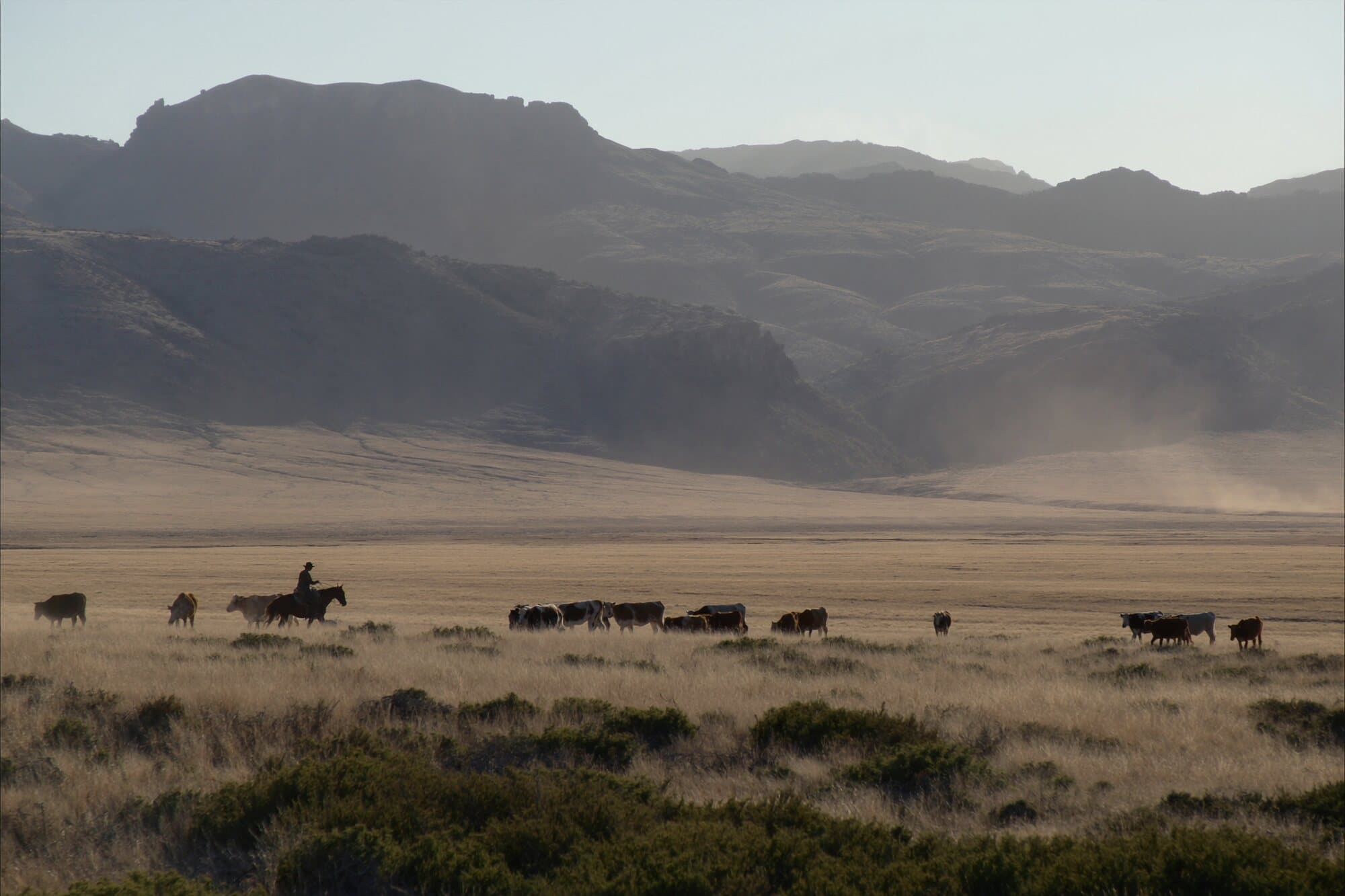 A lone rider moving cattle across a vast open Western basin in the evening light.