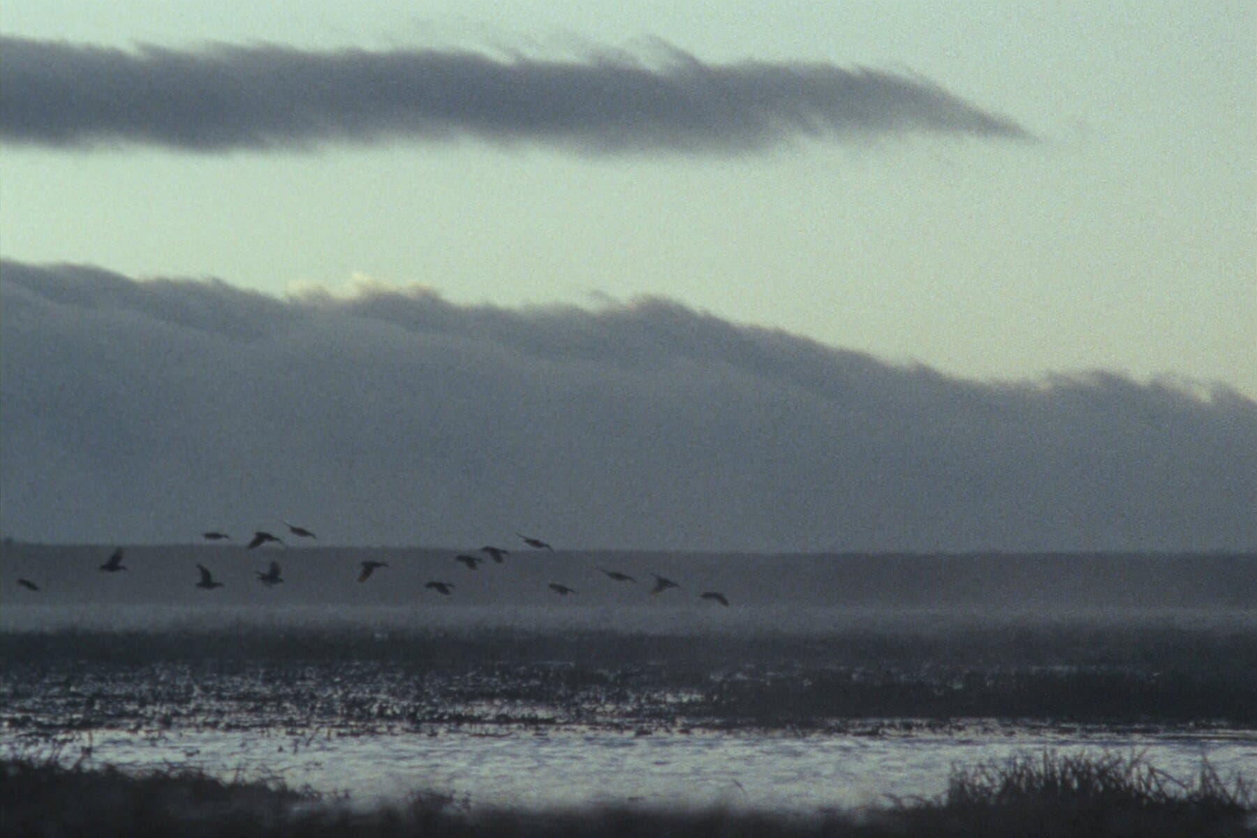 Ducks silhouetted low over a flooded stubble field and cattail slough at first light.