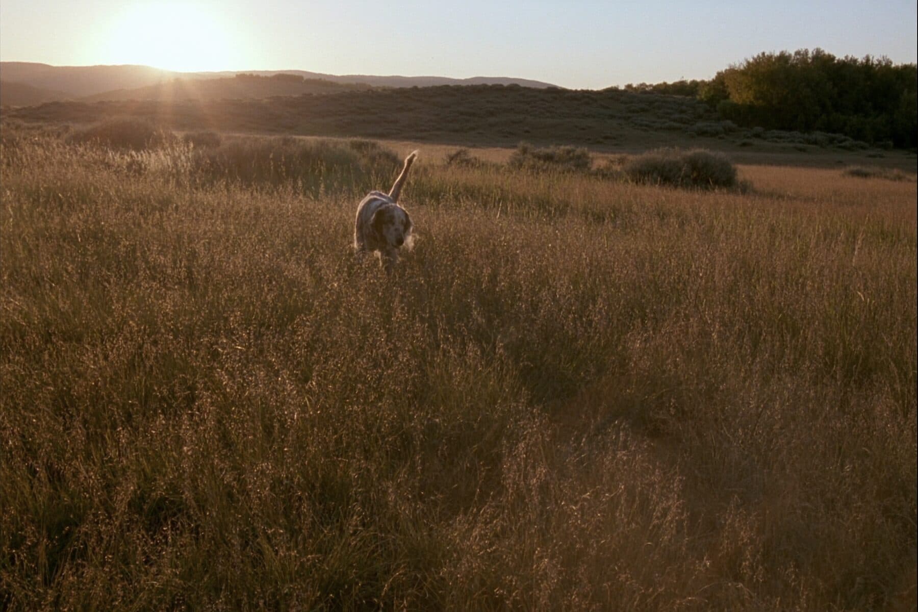 A setter working tall golden grass at sunrise on open sagebrush country.