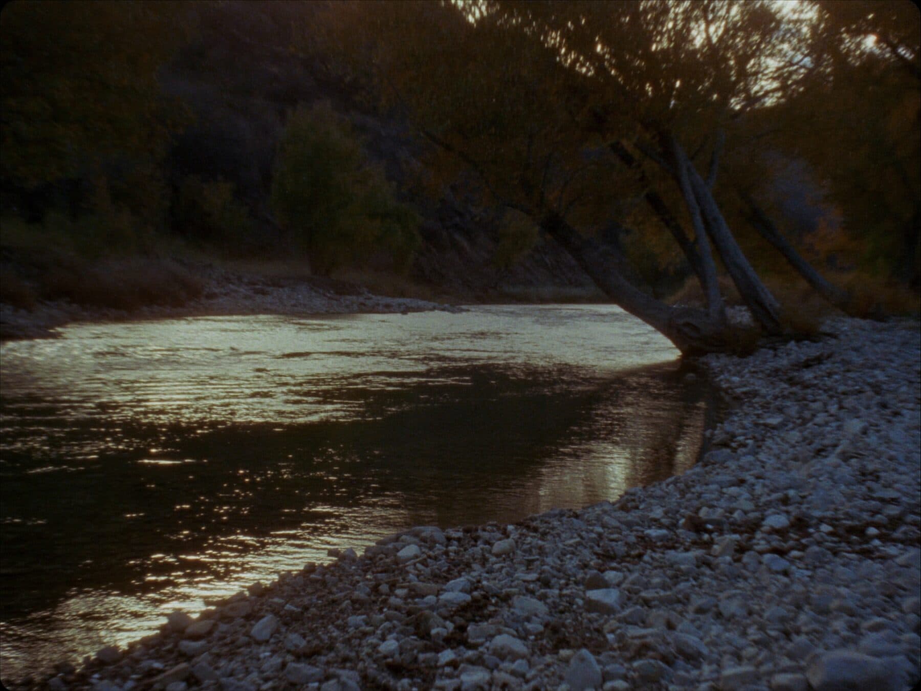A clear freestone river running over pale cobble through autumn cottonwoods.